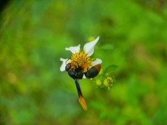 Rhynchium haemorrhoidale