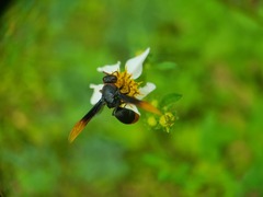 Rhynchium haemorrhoidale