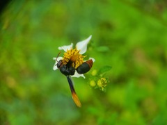 Rhynchium haemorrhoidale