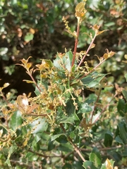 Quercus coccifera