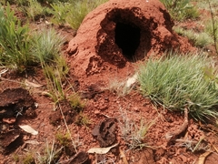 Apis mellifera scutellata