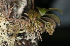 Drymoanthus adversus