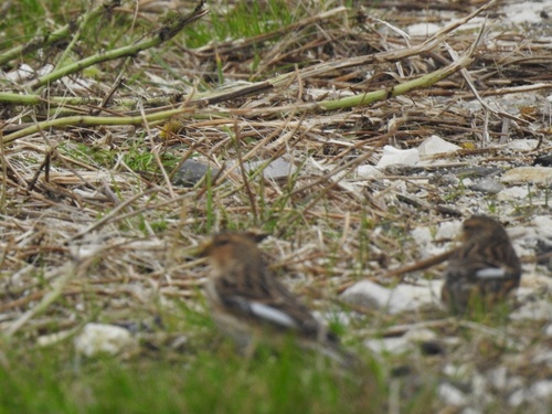 Twite (Linaria flavirostris), photo 10