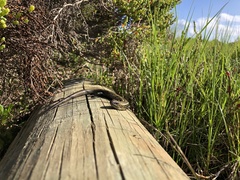 Lissolepis coventryi