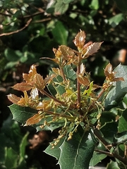 Quercus coccifera