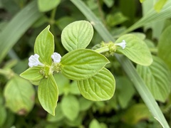 Spermacoce latifolia