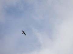 Hieraaetus morphnoides