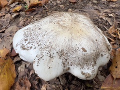 Tricholoma columbetta