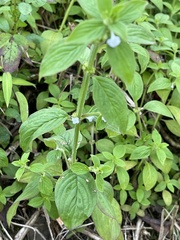 Spermacoce latifolia