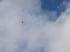 Hieraaetus morphnoides