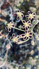 Pelargonium lobatum