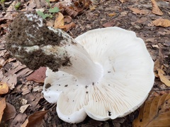 Tricholoma columbetta