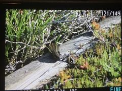 Lissolepis coventryi