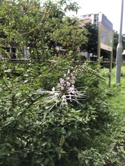 Orthosiphon aristatus