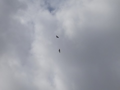 Hieraaetus morphnoides