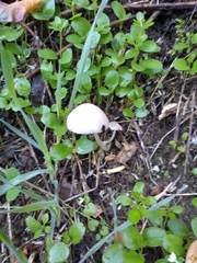 Psathyrella longipes