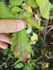 Phytophthora infestans