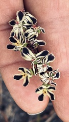Pelargonium lobatum