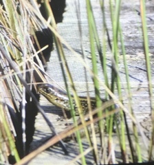 Lissolepis coventryi