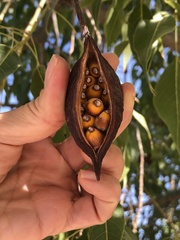 Brachychiton populneus