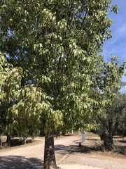 Brachychiton populneus
