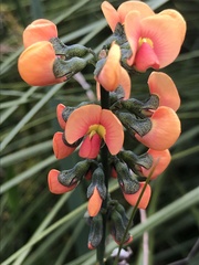 Sphaerolobium grandiflorum