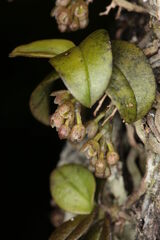 Drymoanthus adversus