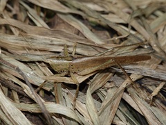 Palaeoagraecia ascenda