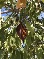 Brachychiton populneus