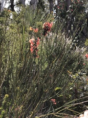 Sphaerolobium grandiflorum