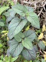 Ageratum houstonianum