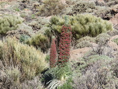 Echium wildpretii image