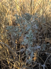 Artemisia austriaca