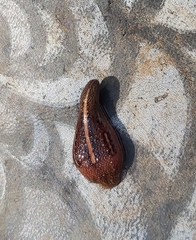 Chtonobdella limbata