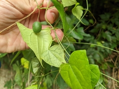 Zehneria japonica
