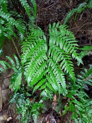 Diplazium dilatatum