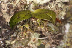 Drymoanthus adversus