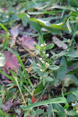 Polygonum