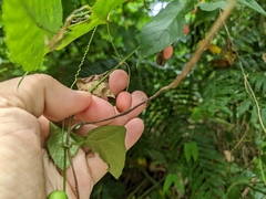 Zehneria japonica