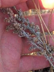 Artemisia austriaca