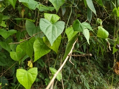 Zehneria japonica