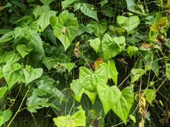 Zehneria japonica