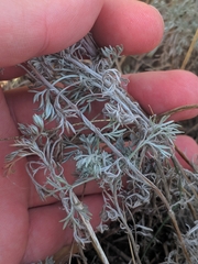 Artemisia austriaca