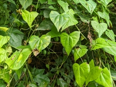 Zehneria japonica