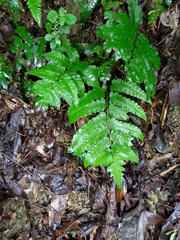 Diplazium dilatatum