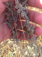 Artemisia austriaca