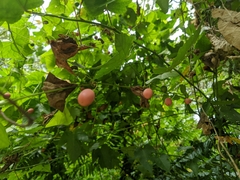 Zehneria japonica