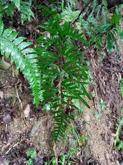 Pteris semipinnata