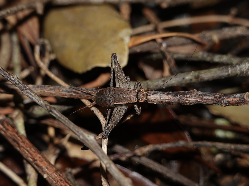 Falcerminthus yaeyamensis