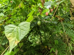 Zehneria japonica